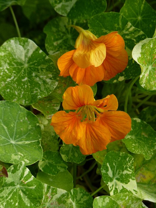 Tropaeolum majus 'Alaska Tip Top' fleur